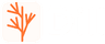 Dill