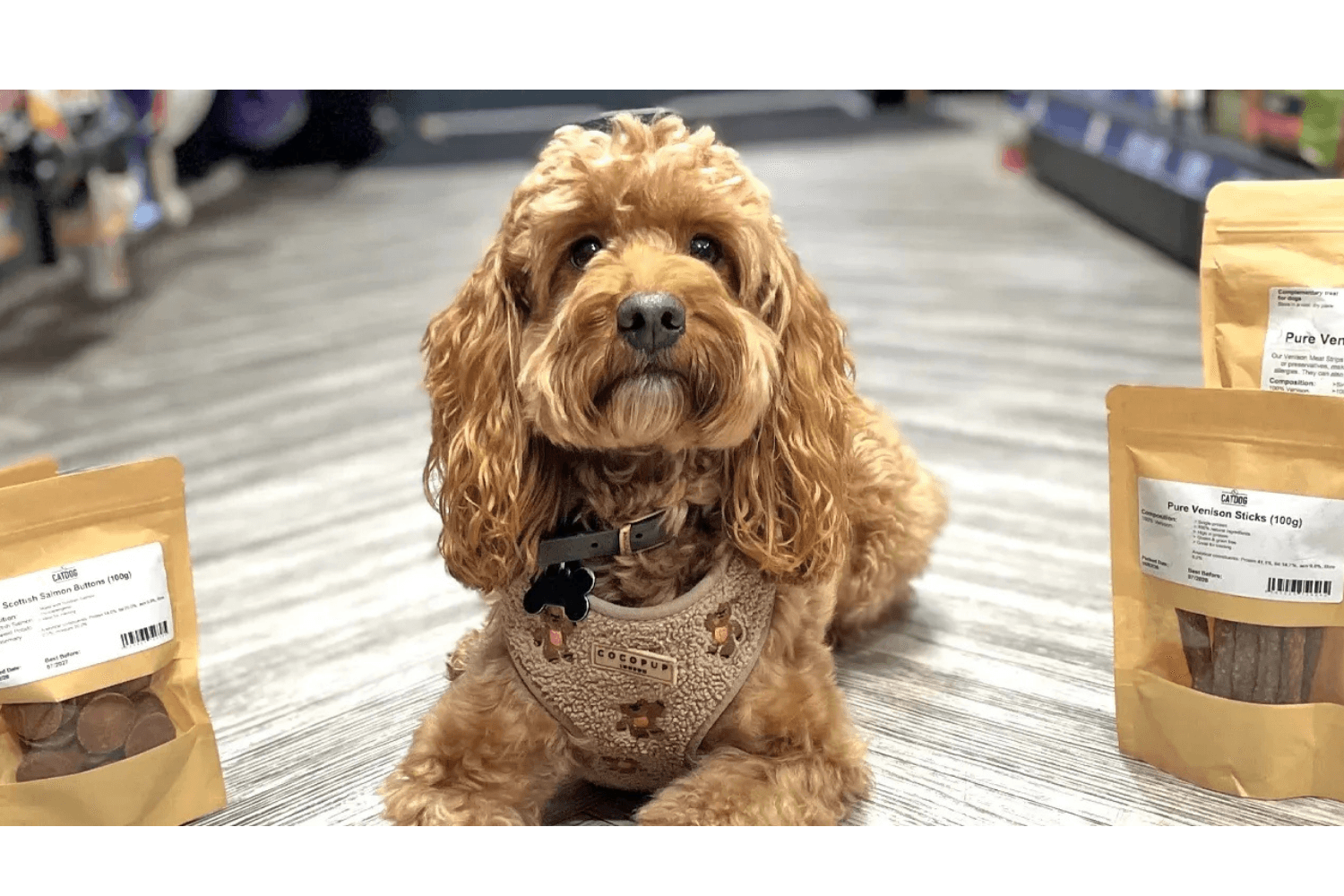 CatDog Store dog surrounded by products with Dill allergen labels